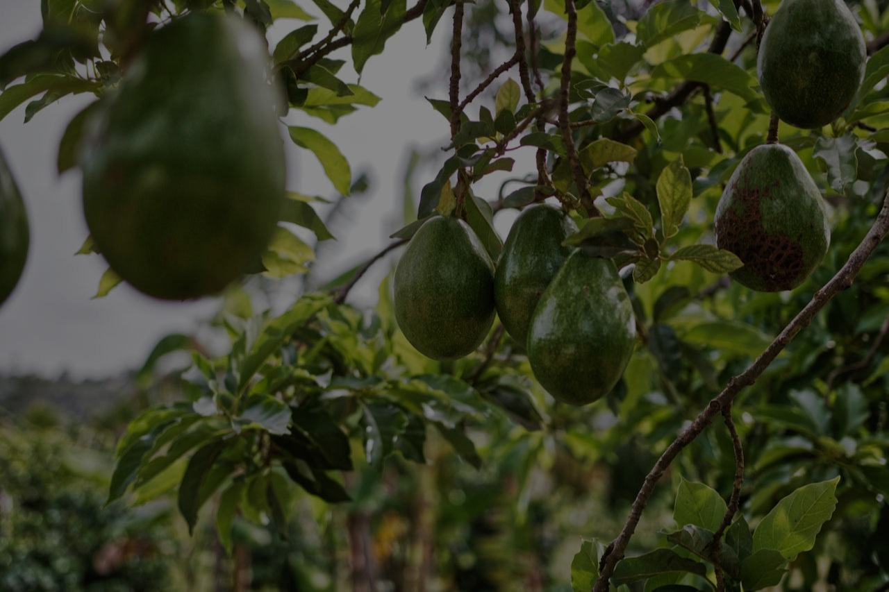 Fresh avocados