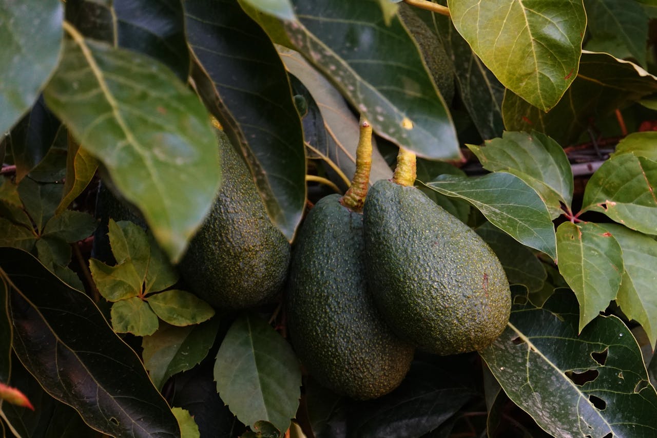 Avocado farm in Uganda